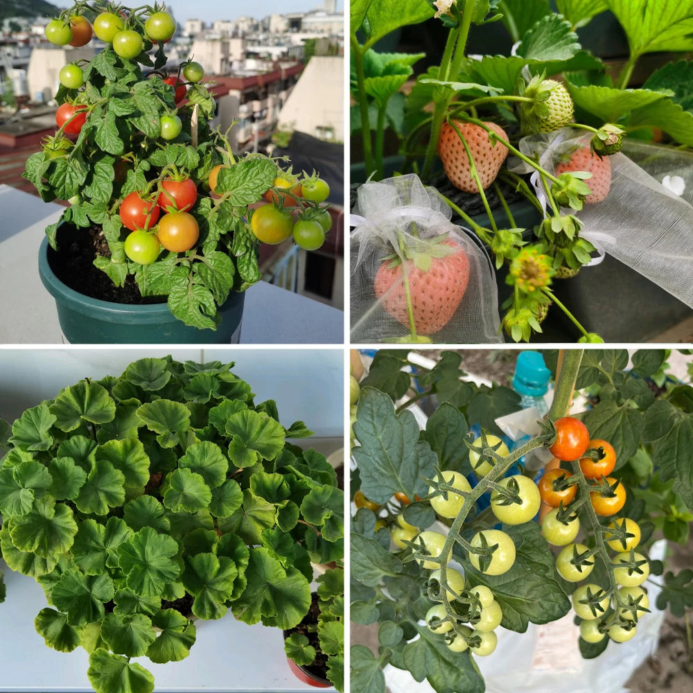 50g Bacillus Licheniformis 100 Billion Microbial Organic Fertilizer Organic Farming Improves Soil Structure & Plant Vitality