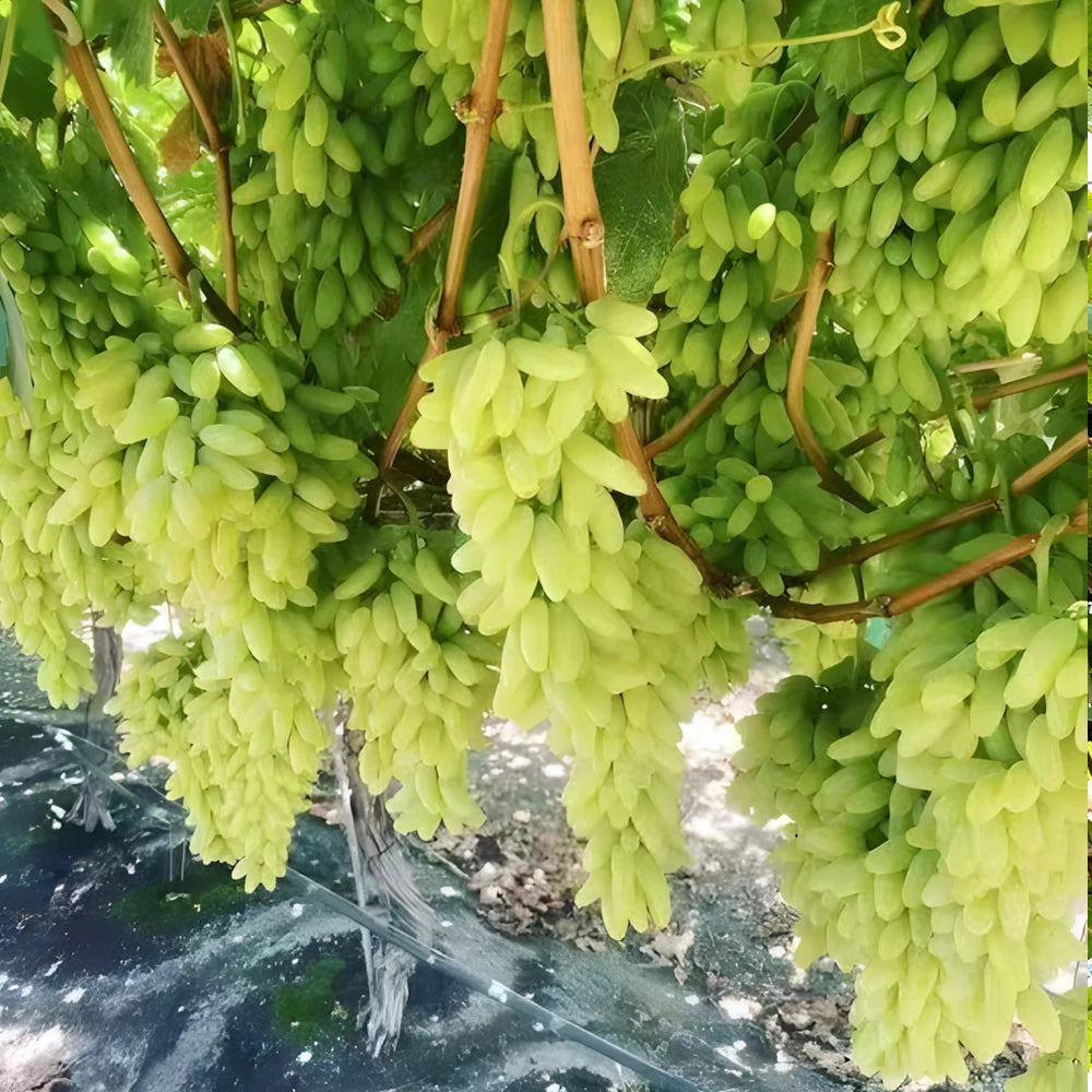 50g Bacillus Licheniformis 100 Billion Microbial Organic Fertilizer Organic Farming Improves Soil Structure & Plant Vitality